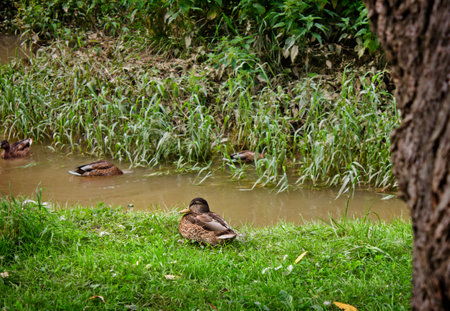 Mallard wild duck sitting on the banks of a stream in the grass.の写真素材