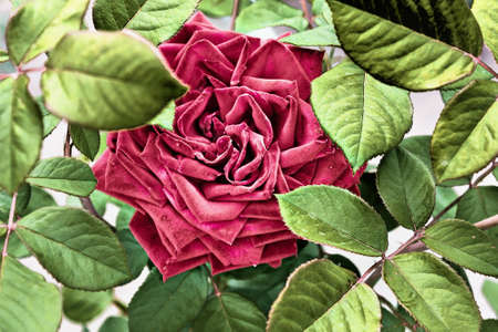 One Burgundy rose closeup Among the leavesの写真素材
