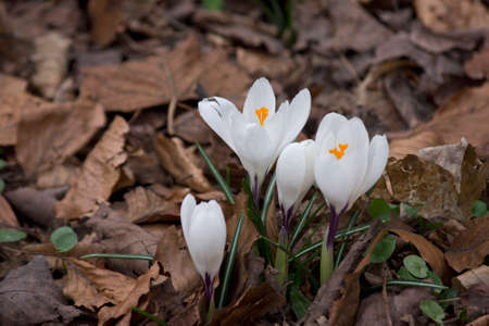 blooming white crocuses in the forest close upの写真素材