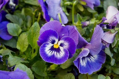 flowers blooming on a flower bed in the garden blue pansies close-upの写真素材