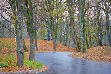 road in an autumn park among yellow trees. Autumn landscapeの写真素材