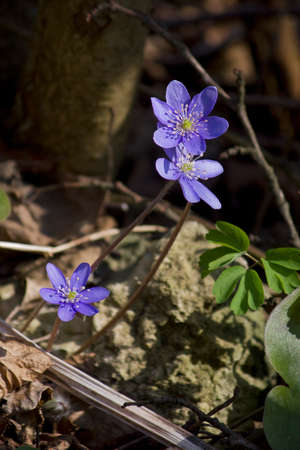blue spring flowers close-up blooming in the forestの写真素材