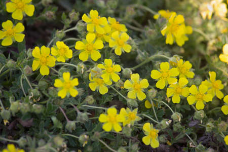 yellow spring flowers close up growing in the forestの写真素材