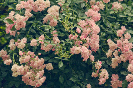 blooming bush of pink roses close up. Summer blooming gardenの写真素材