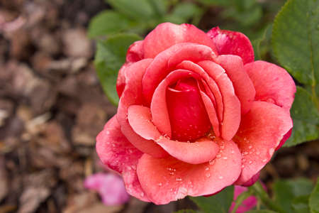 flower pink rose close-up blooming on a flower bed in the garden. rose flower with dew dropsの写真素材