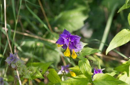 spring flower Melampyrum nemorosum close up growing in the forestの写真素材
