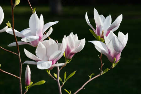 White and pink magnolia flowers on a dark backgroundの写真素材