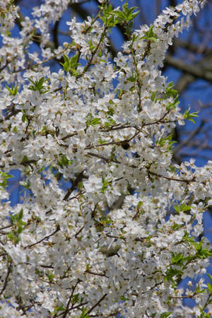white flowers of blooming cherry. Spring flowers close upの写真素材