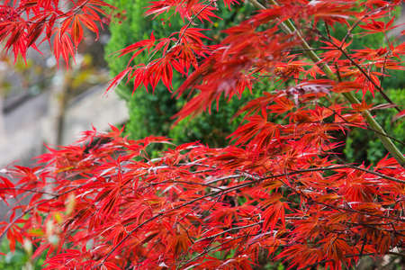 bush with beautiful red leaves close upの写真素材