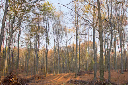 autumn landscape. Golden autumn in the forest. Fall season