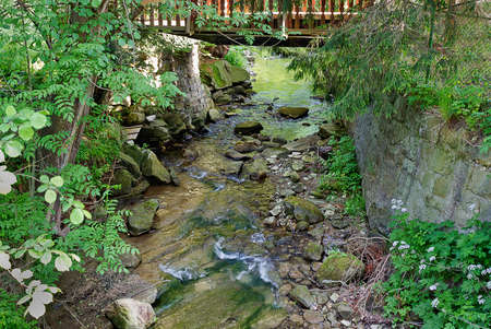 A forest mountain stream in a green forestの写真素材
