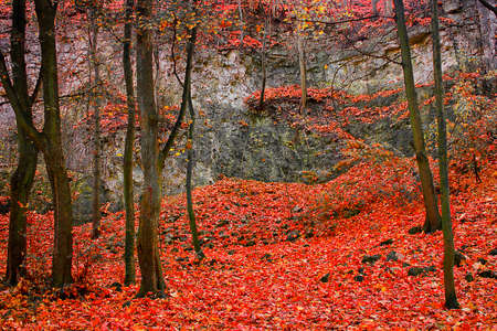Autumn park strewn with yellow and red leaves with autumn trees on a rock background close-upの写真素材