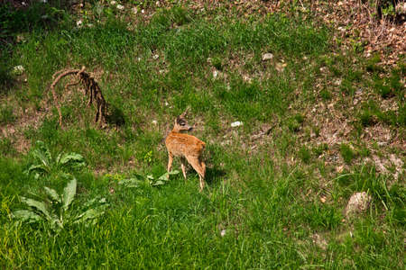 one wild deer grazing in a green meadowの写真素材