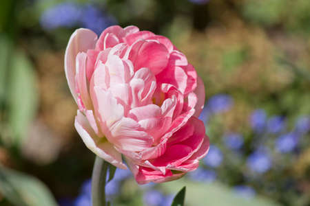 one pink flower of a double tulip on a flower bed close-upの写真素材