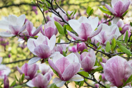 pink magnolia flowers on a branch closeupの写真素材