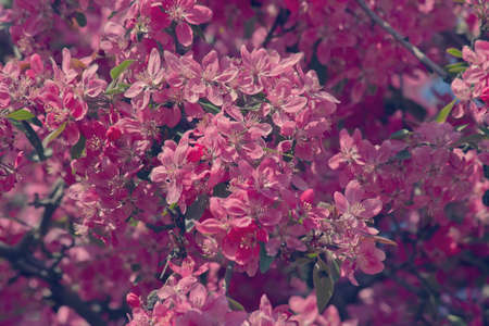 blooming tree with pink flowers of apple tree close up. Spring flowering gardensの写真素材