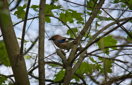 Jay sitting on a tree branch close upの写真素材