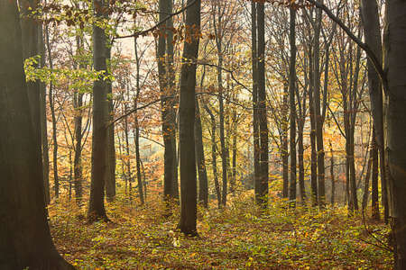 autumn landscape. Golden autumn in the forest. Fall seasonの写真素材
