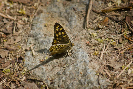 butterfly Pararge aegeria close-up sitting on a stoneの写真素材