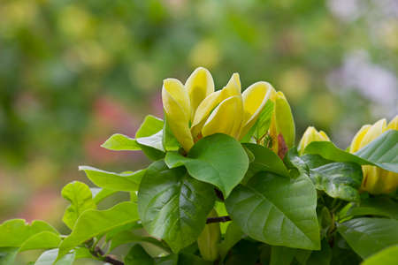 branch with yellow magnolia flowers close upの写真素材