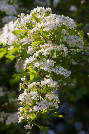 blooming hawthorn branch with white flowers close upの写真素材