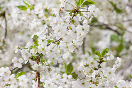 white flowers of blooming cherry. Spring flowers close upの写真素材