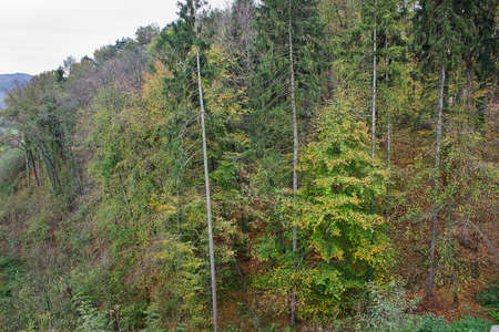 forest with pines and firs close upの写真素材