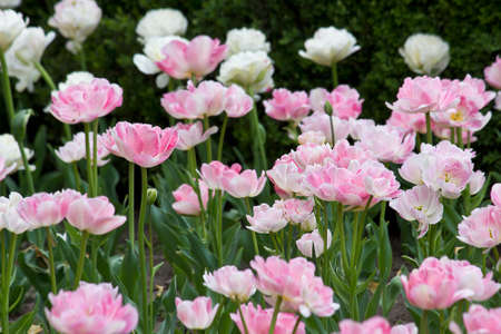 spring flower bed with blooming pink tulipsの写真素材