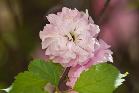 flowering almond bush with pink flowers close upの写真素材