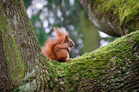 red squirrel sitting on a treeの写真素材