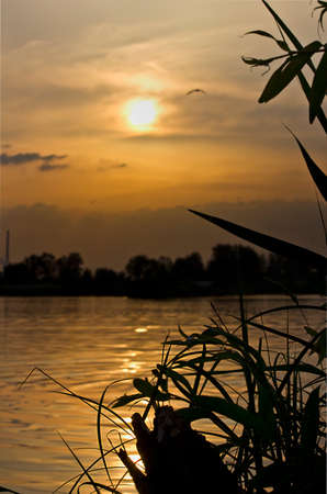 orange sunset on the lake. summer landscape. View from the thickets of grassの写真素材