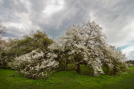 spring garden with flowering trees under a cloudy skyの写真素材