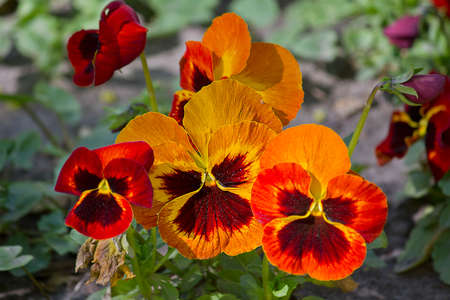 orange pansy flowers close-up growing on a flower bedの写真素材