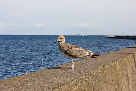 one seagull close-up on the parapet of the embankment against the background of the seaの写真素材
