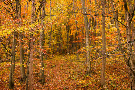 an autumn forest landscape. Autumn Deciduous Forest