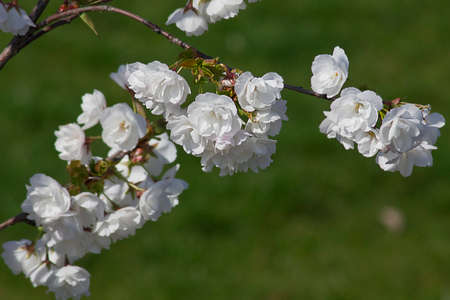 blooming branch of white sakuraの写真素材