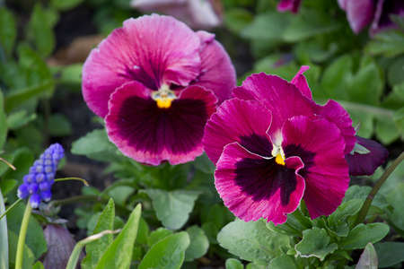 close-up purple pansy flowers growing on a flower bedの写真素材