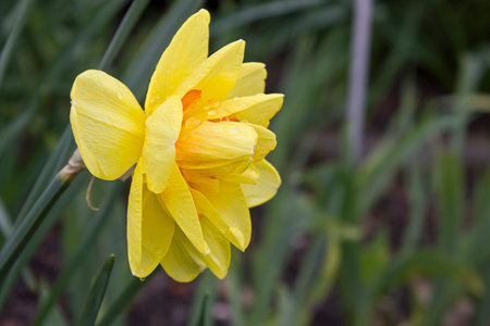 yellow terry daffodils close-up blooming in spring on a flower bedの写真素材