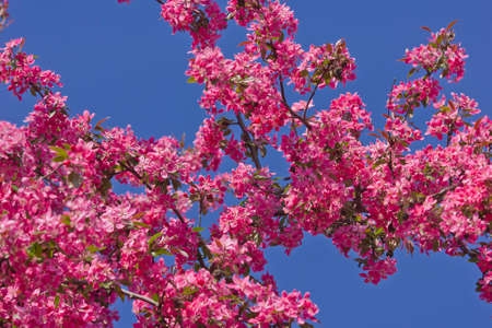 blooming tree with pink flowers of apple tree close up. apple tree flowers against the skyの写真素材