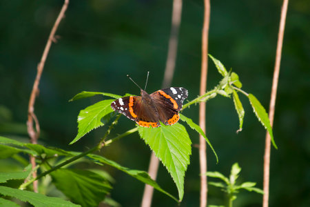 Admiral butterfly close-up on a green leafの写真素材
