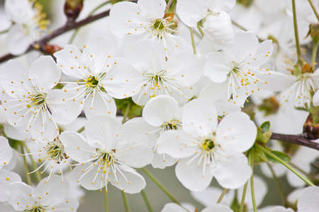 white flowers of blooming cherry. Spring flowers close upの写真素材