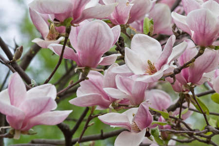 pink Magnolia flowers on a branch closeupの写真素材
