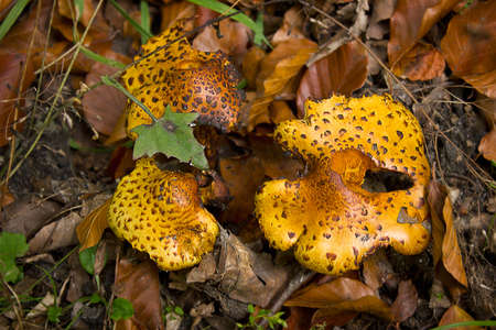 Close-ups of mushrooms in the forest among the yellow leavesの写真素材