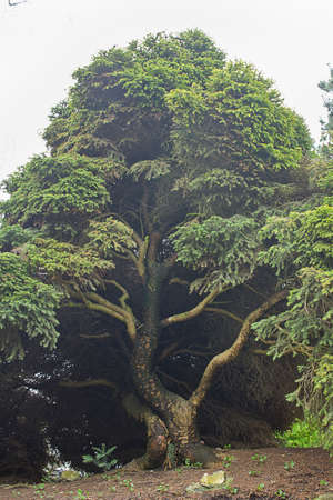 An ornamental tree in the garden close-up
