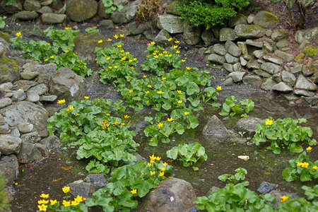 Yellow flowers of caltha palustris close-up on the bank of the pondの写真素材