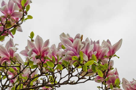 pink Magnolia flowers on a branch closeup against the skyの写真素材