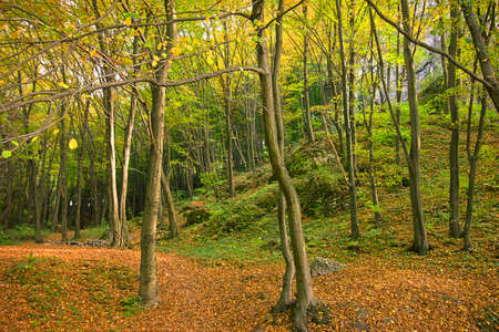 an autumn forest landscape. Autumn deciduous forestの写真素材