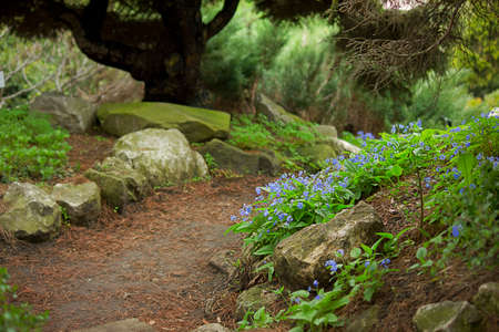 A path in the garden among rocks and blue flowersの写真素材