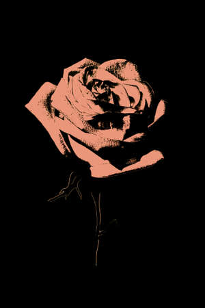 abstract background pink rose close-up on black backgroundの写真素材