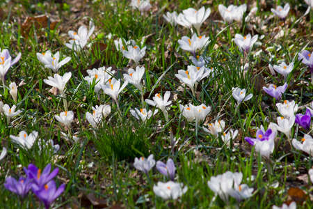 white and lilac crocuses close-up blooming in the park in spring